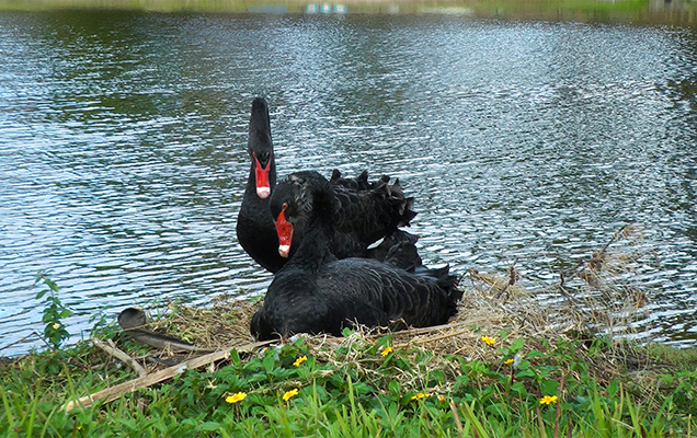 swan couple on their nest